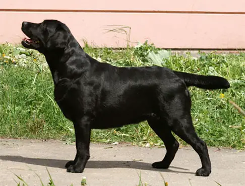 INT, MULTI CH (10) Stenveyz Chicory Rose
