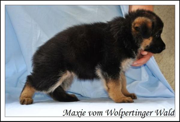 Maxie vom Wolpertinger Wald