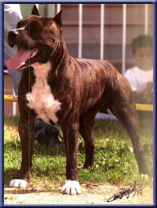 Naja des Têtes Brulées