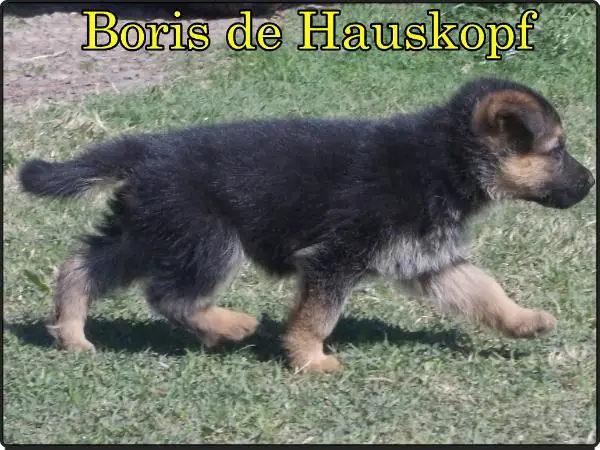 Boris De Hauskopf