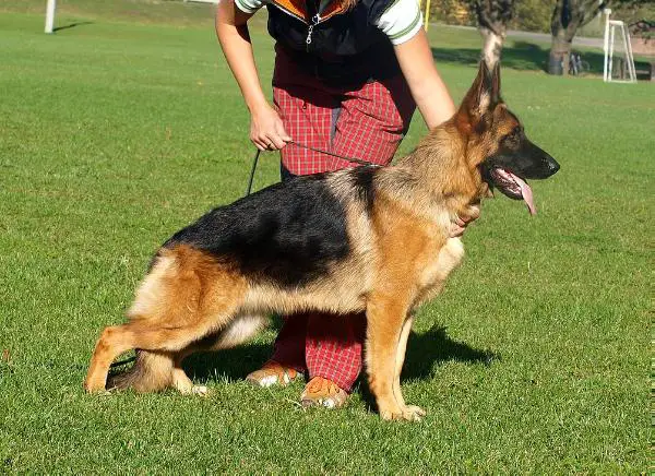 SG Corny od Ratibořské cesty