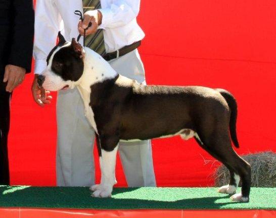 Amstaff Camarilha Dominus Bateatus