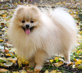 Finch's Parti Dressed To Impress