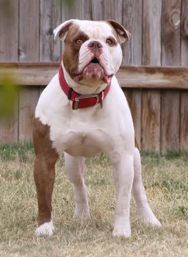 BullyBadass's She Thinks My Dozers Sexy of Fierro Bullies