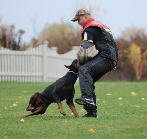 AKC/UKC CH. Chaos vom Koby Haus