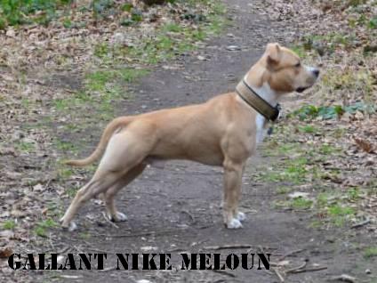 Gallant Meloun