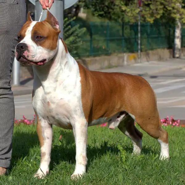 CH Horus de Cans Juansa