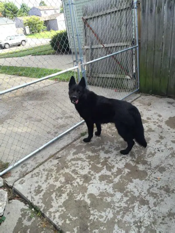 El Shadow