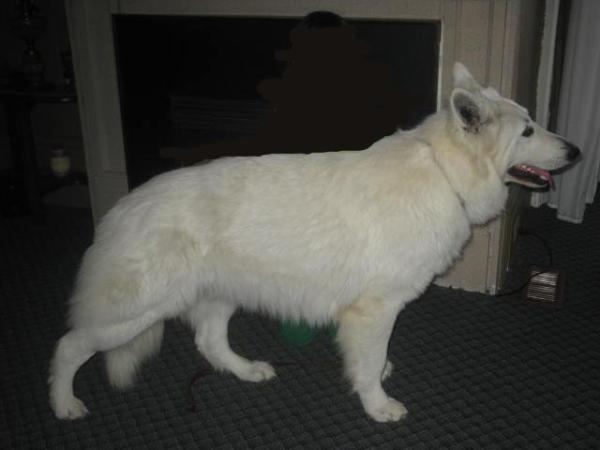 Surefire's Limelight Cody