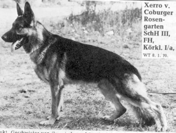Xerro vom Coburger Rosengarten