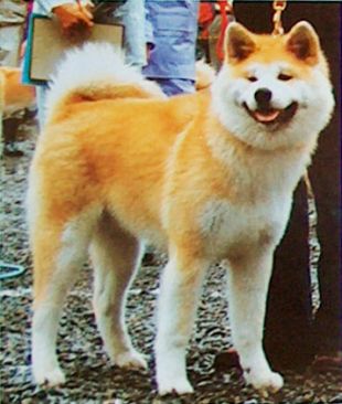 HOKUSHUO GO Sami