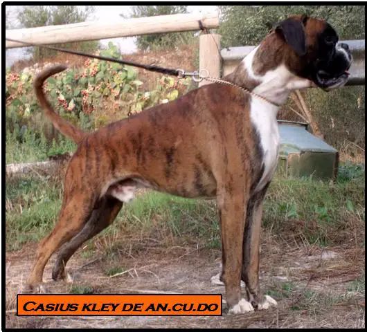 Cassius kley de ancudo