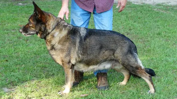 Zyann Vom Sealk9