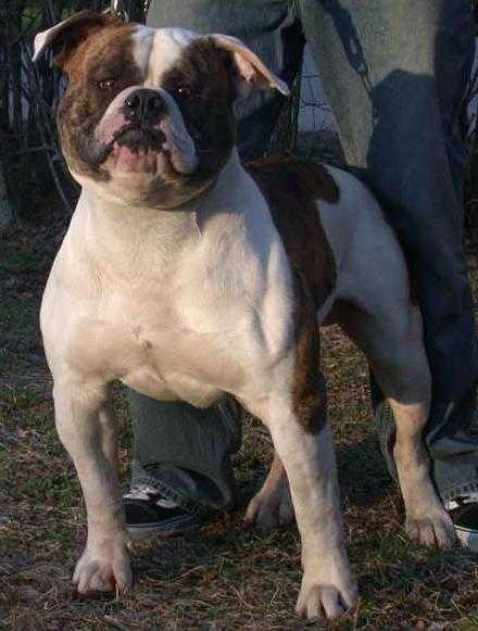 Kracka's Can't Touch This "Hammer"