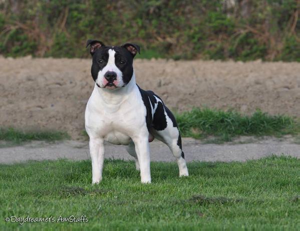 Amor Sempiternus Octo