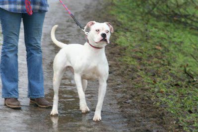 White bull's tinkerbelle