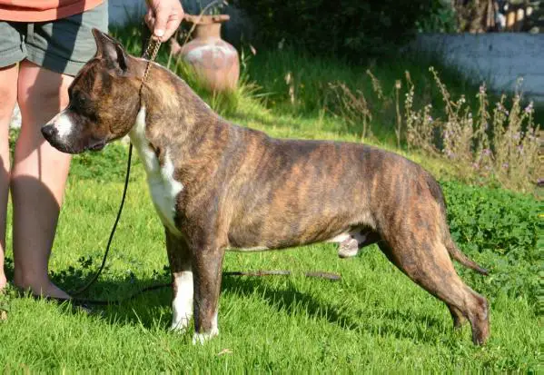 Carmichael's Royal Highness