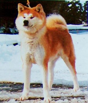 Kitahidemaru Go Ibaragi Otaka