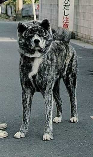 Toun Go Seiobo (Namigumo Go)