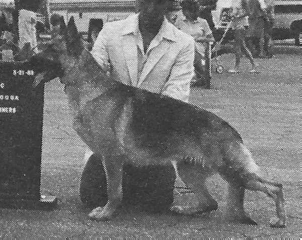 CH (US) Destino's Pleasure's Mine