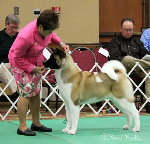 AKC GCH Minda NorthBay QuantumLeap Kiss This