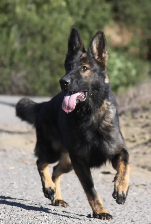 O-Riley von Hauental