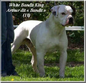 NKC CH White Bandit King Arthur des loups d'aphrodites