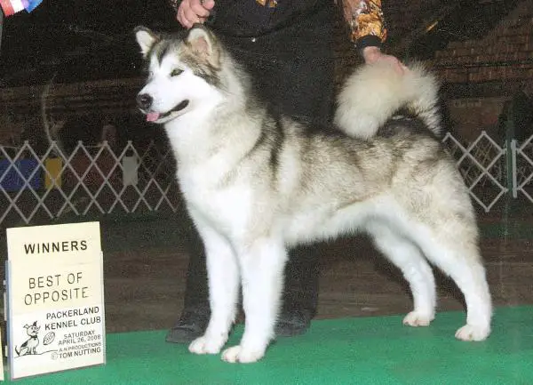 AM CH Storm Kloud's Hold On The Past