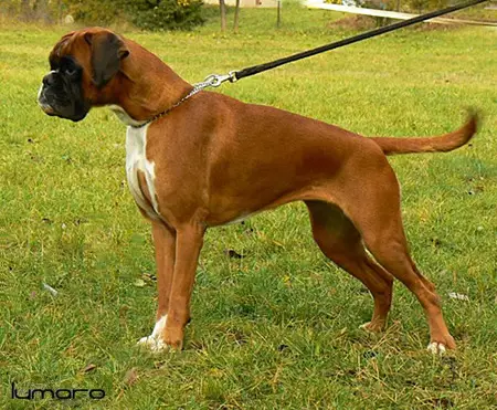 CACK, R. CACK, CH PL Baracuda Maximus Deus