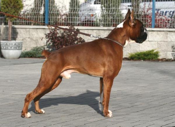 CWC, CAC, CACIB, BOB Judas Maximus Deus