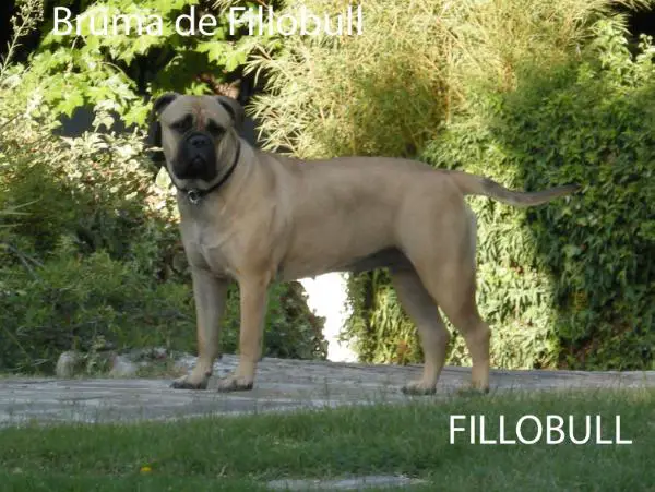 Bruma de Fillobull