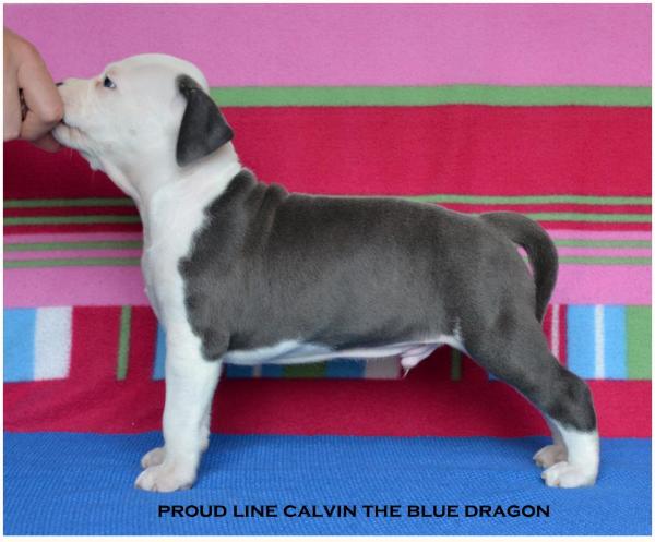 Proud line calvin the blue dragon