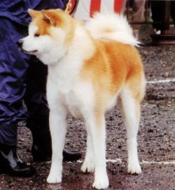 Nachi Go Watari Oomoriyamasou