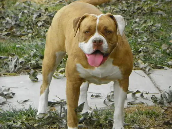 ISIS of Copelands American Bulldogs