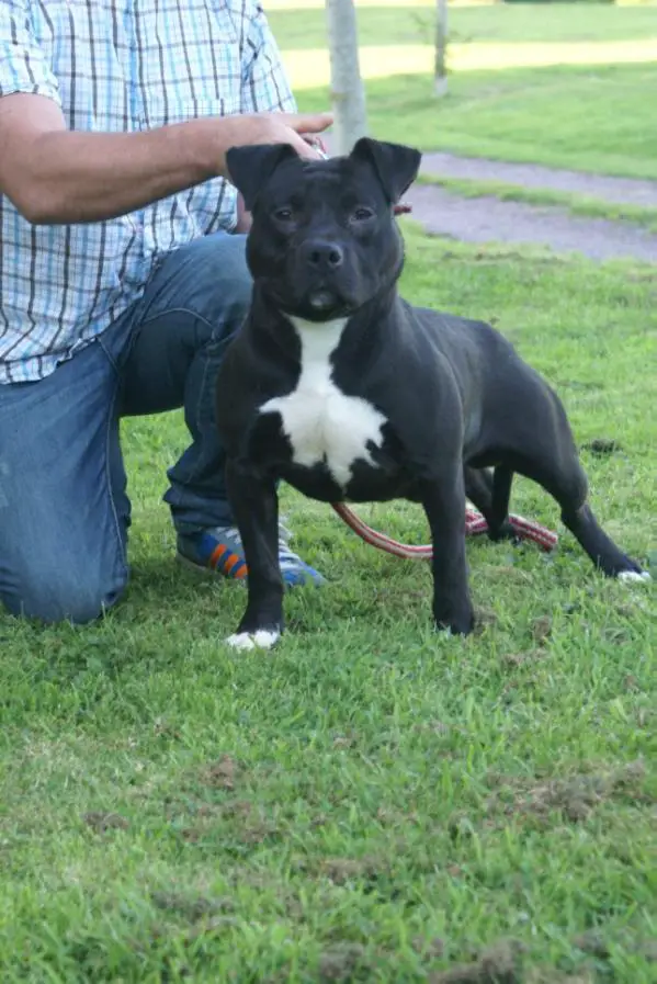 Gismo of memory de dog'S man crew