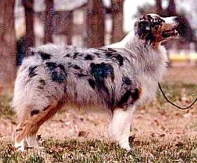 HOF ASCA Ch. Fieldmasters Three Ring Circus