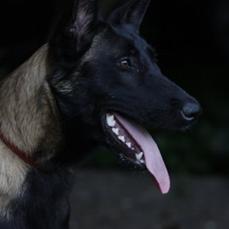 Nena van de Annahenhof