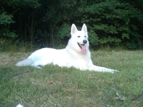 Boedha From Banja's Home