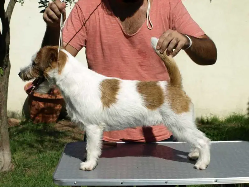 Koda