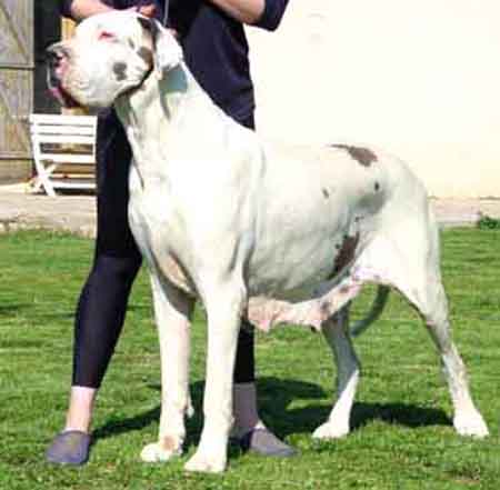 Niobe Des Habits Rouges