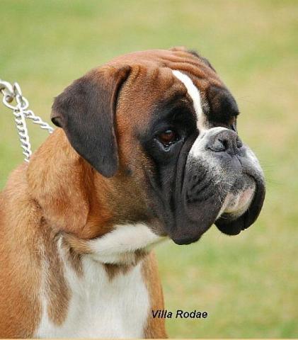 Fortune de Algucarri