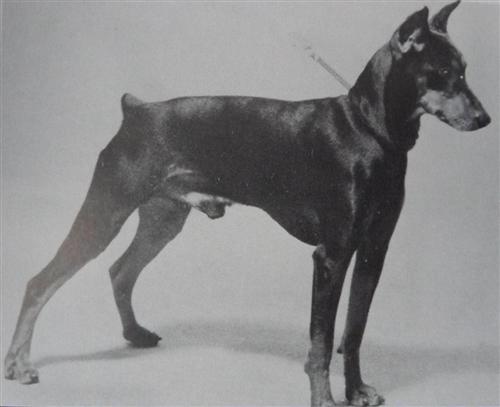 FIGARO von der Birkenheide
