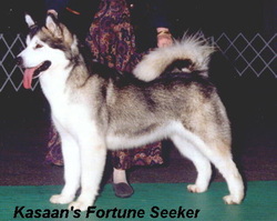 Kasaan's Fortune Seeker