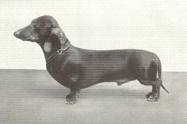 Friedl II von Lichtenstein