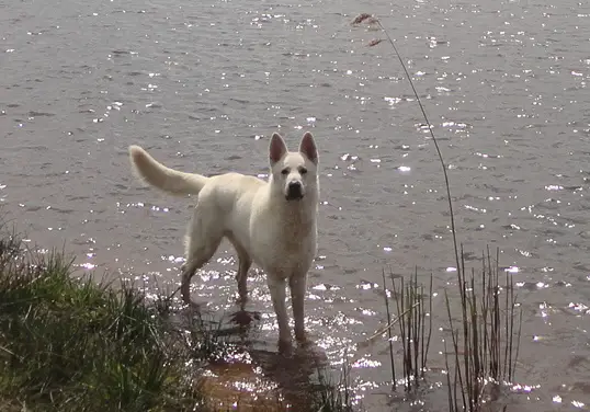 CM BOB and Beste Male Elegant Ghost des Garous du Maquis