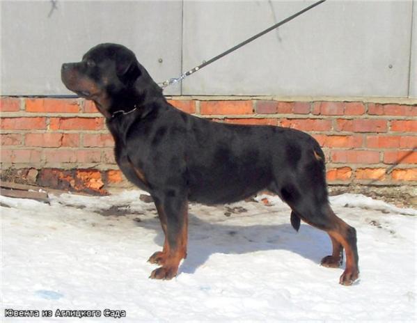 MULT.CH Yuventa iz Aglitskogo sada