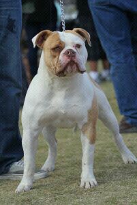 Fierro Bullies BIG MEACH of Backyard Kennels