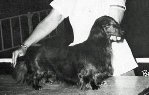 AM. CH Felix Of Thorn Pines