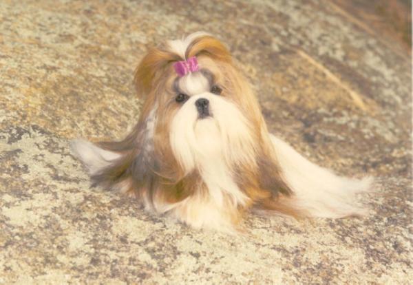 CH (AKC) Ming Dynasty's Silk Trader