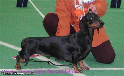 Cherny Zhemchug Iz Strani Greez